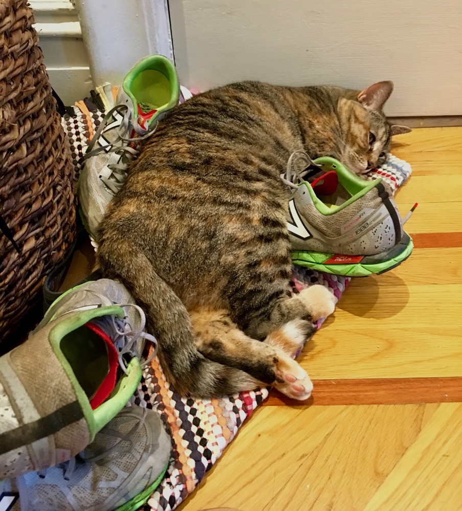 Cat curled up on running shoes