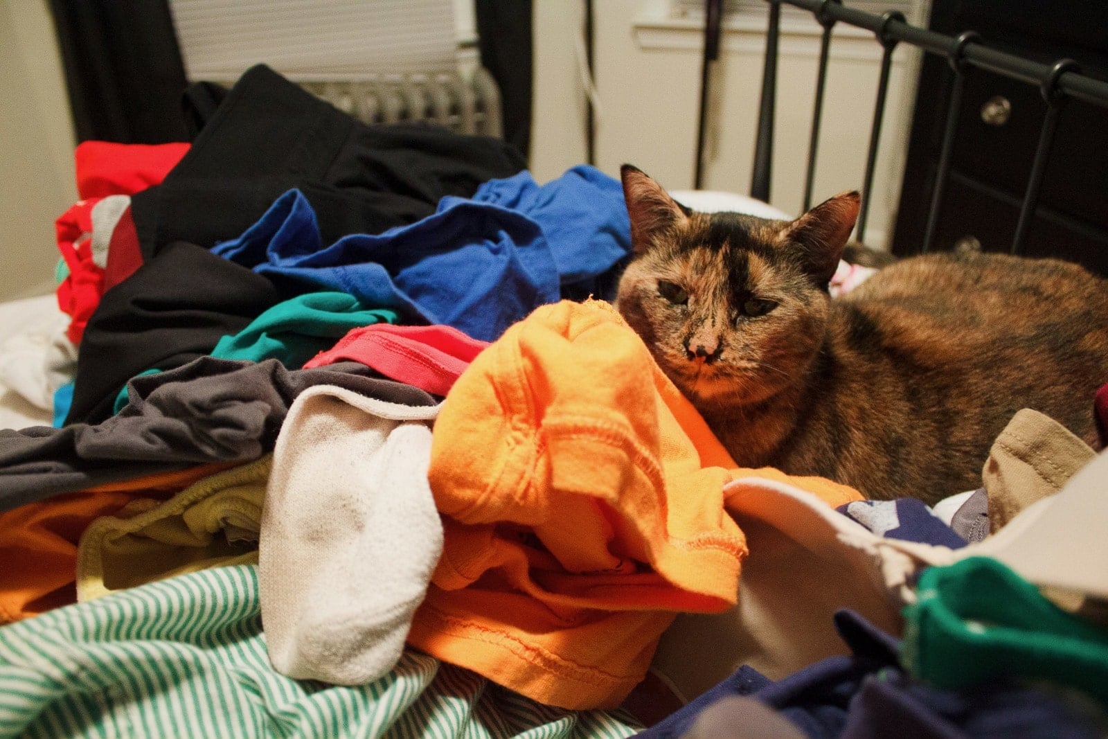 Leela laying in the laundry
