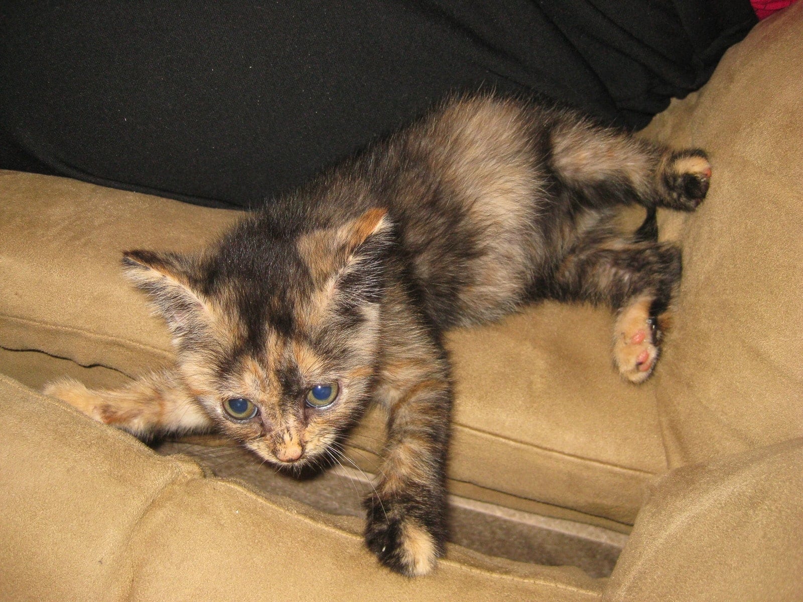 Leela as a kitten